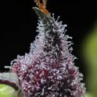 Barneys Farm - Cherry Poppers - 3 Stk feminisiert