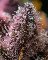 Barneys Farm - Cherry Poppers - 3 Stk feminisiert