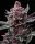 Barneys Farm - Cherry Poppers - 3 Stk feminisiert
