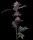 Barneys Farm - Cherry Poppers - 3 Stk feminisiert
