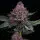 Barneys Farm - Cherry Poppers - 3 Stk feminisiert