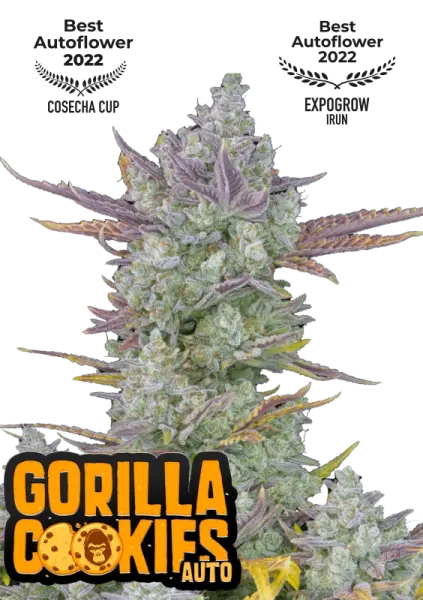 420 Fast Buds - Gorilla Cookies Auto - 5 Stk feminisiert