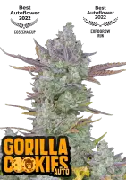 420 Fast Buds - Gorilla Cookies Auto - 5 Stk feminisiert