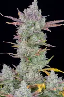 420 Fast Buds - Gorilla Cookies Auto - 5 Stk feminisiert
