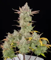 420 Fast Buds - Gorilla Cookies Auto - 5 Stk feminisiert