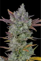 420 Fast Buds - Gorilla Cookies Auto - 5 Stk feminisiert