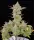 420 Fast Buds - Gorilla Cookies Auto - 5 Stk feminisiert