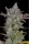 420 Fast Buds - Gorilla Cookies Auto - 5 Stk feminisiert