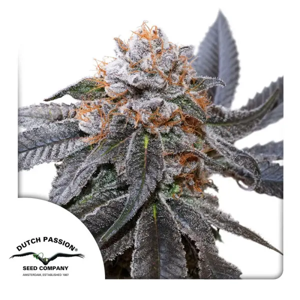 Dutch Passion - Blue Zushi - 3 Stk feminisiert