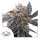 Dutch Passion - Blue Zushi - 3 Stk feminisiert