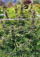 Dutch Passion - Frisian Dew® - 3 Stk feminisiert