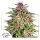 Dutch Passion - Frisian Dew® - 3 Stk feminisiert