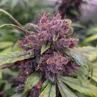 Dutch Passion - Auto Forbidden Cherry - 3 Stk feminisiert