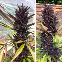 Dutch Passion - Auto Forbidden Cherry - 3 Stk feminisiert