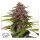 Dutch Passion - Auto Forbidden Cherry - 3 Stk feminisiert