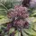 Dutch Passion - Auto Forbidden Cherry - 3 Stk feminisiert