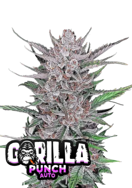 420 Fast Buds - Gorilla Punch Auto - 3 Stk feminisiert