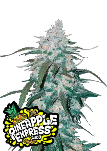 420 Fast Buds - Pineapple Express Auto - 3 Stk feminisiert