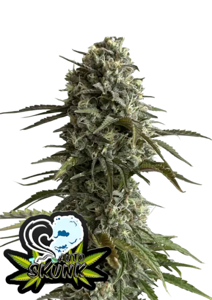 420 Fast Buds - Original Skunk Auto - 3 Stk feminisiert