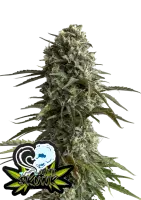 420 Fast Buds - Original Skunk Auto - 3 Stk feminisiert