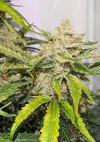 Dutch Passion - Auto Skywalker Haze® - 3 Stk feminisiert