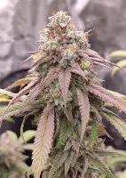 Dutch Passion - Skywalker Haze® - 3 Stk feminisiert