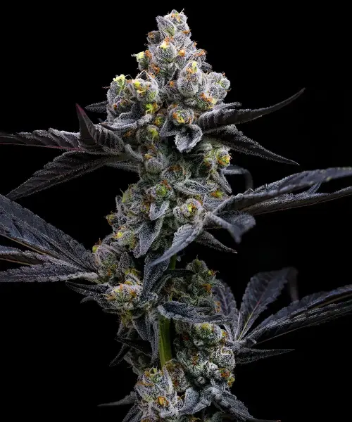 Barneys Farm - Garlic Cookies - 3 Stk feminisiert