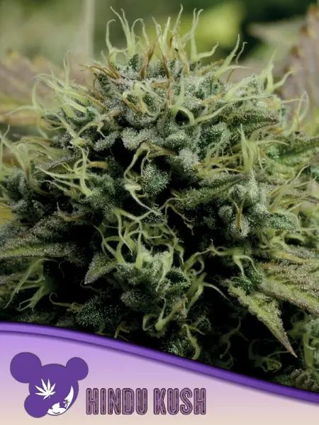 Anesia - Hindu Kush - 3 Stk feminisiert