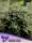Anesia - Hindu Kush - 3 Stk feminisiert