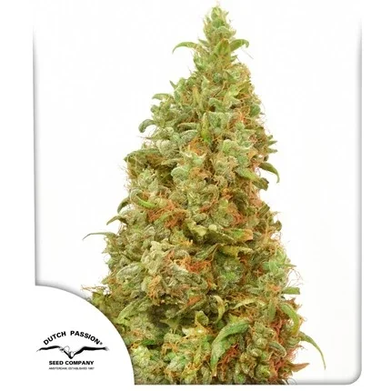 Dutch Passion - THC-Victory® - 3 Stk feminisiert