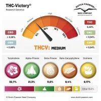 Dutch Passion - THC-Victory® - 3 Stk feminisiert