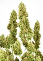Dutch Passion - THC-Victory® - 3 Stk feminisiert