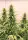 Dutch Passion - THC-Victory® - 3 Stk feminisiert