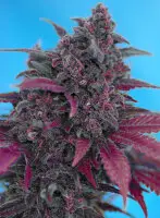 Sweet Seeds - Dark Devil Auto® - 3+1 Stk feminisiert