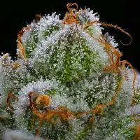 Barneys Farm - Blue Dream - 3 Stk feminisiert