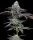 Barneys Farm - Blue Dream - 3 Stk feminisiert