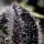 Barneys Farm - Blue Dream - 3 Stk feminisiert