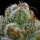 Barneys Farm - Blue Dream - 3 Stk feminisiert
