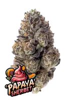 420 Fast Buds - Papaya Sherbet™ - 3 Stk fem.