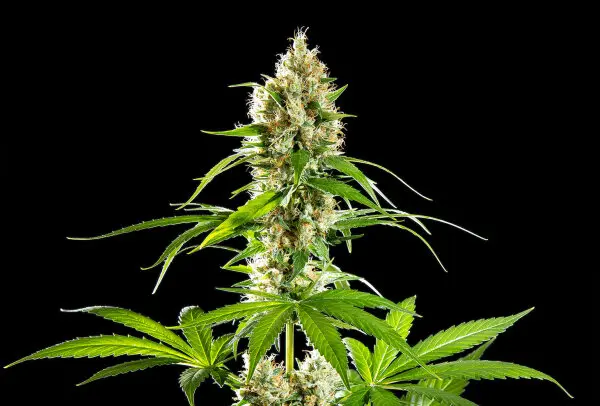 Kannabia - Sunset Sherbet - 5+2 Stk feminisiert