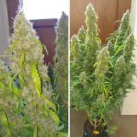 Dutch Passion - Auto Daiquiri Lime® - 3 Stk fem.