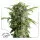 Dutch Passion - Auto Daiquiri Lime® - 3 Stk fem.