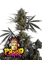 420 Fast Buds - Pound Cake Auto™