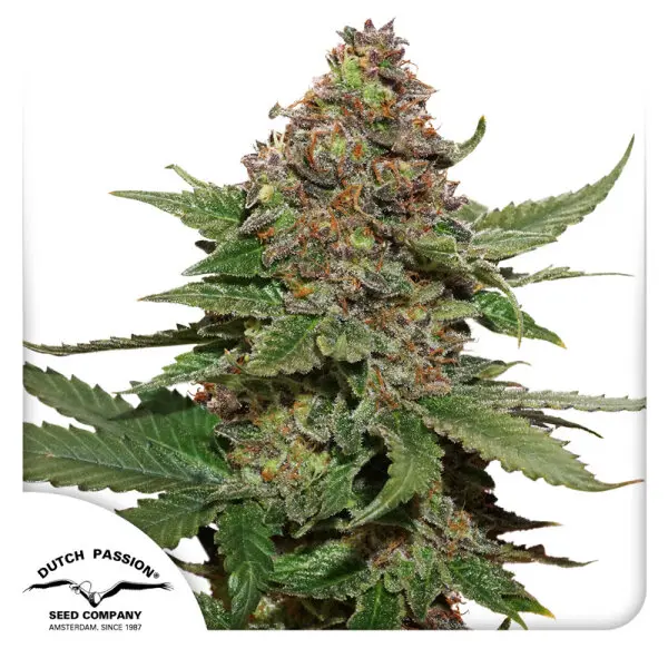 Dutch Passion - Strawberry Cough® - 3 Stk feminisiert