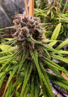 Dutch Passion - Strawberry Cough® - 3 Stk feminisiert