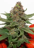 Dutch Passion - Strawberry Cough® - 3 Stk feminisiert