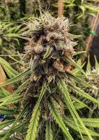 Dutch Passion - Strawberry Cough® - 3 Stk feminisiert