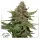 Dutch Passion - Strawberry Cough® - 3 Stk feminisiert