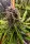 Dutch Passion - Strawberry Cough® - 3 Stk feminisiert