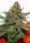 Dutch Passion - Strawberry Cough® - 3 Stk feminisiert